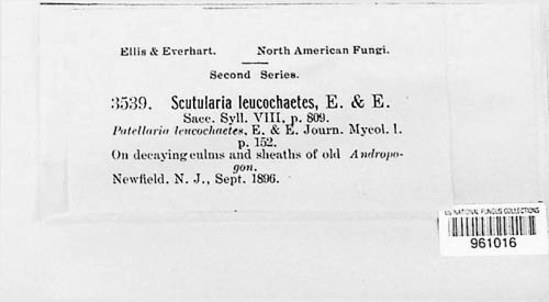 Scutularia leucochaete image